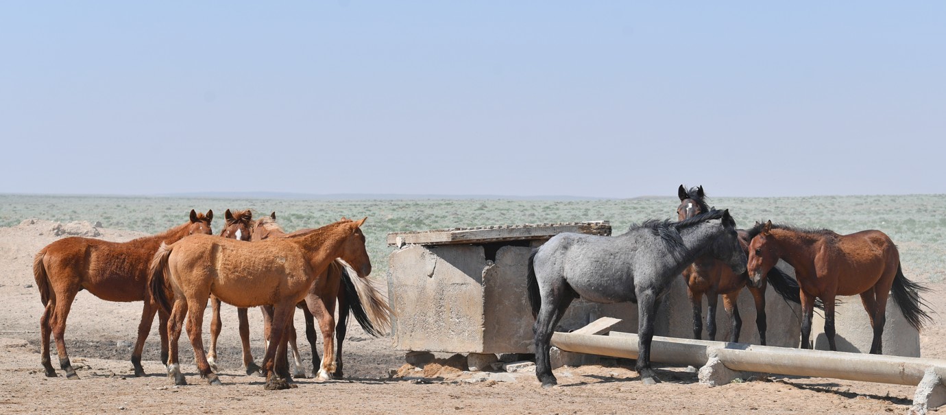 جىلقى جانۋارى جاردەمگە ءزارۋ