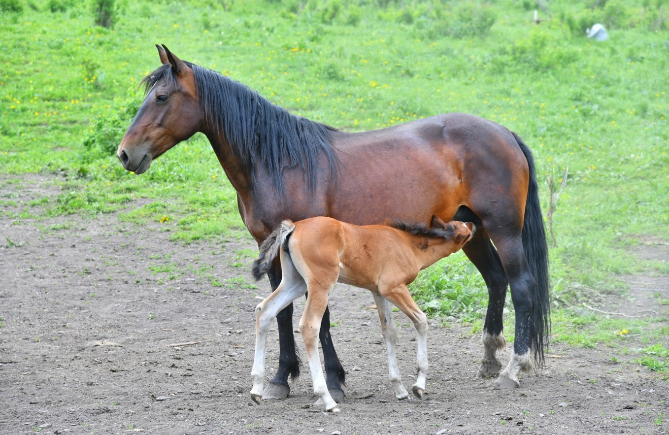 قازىق مايلاۋ