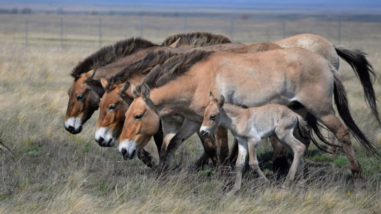 تارپاڭ تۇقىمى كوبەيسە يگى