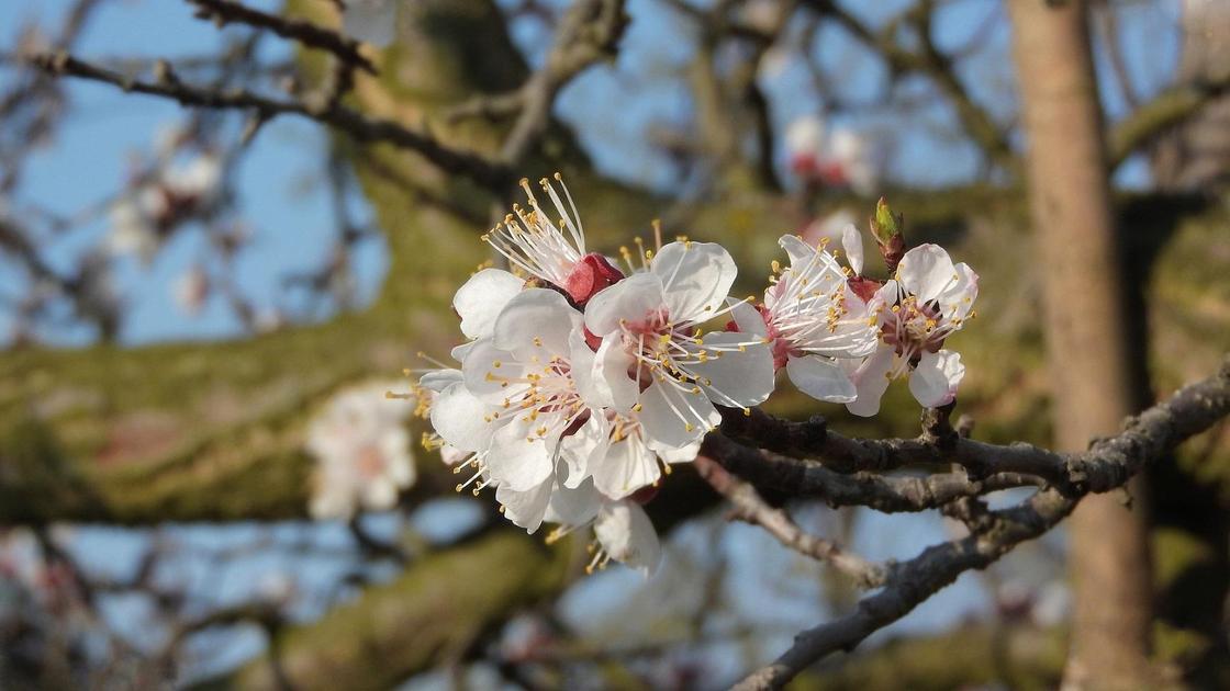 بيىل ورىك گۇلدەمەدى: الماتىلىقتار الاڭداۋلى