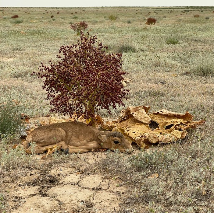 بەتپاقدالادا كيىك ءوردى