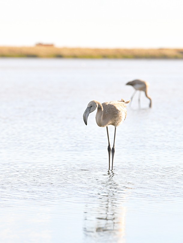 قورعالجىن قوقيقازدارى