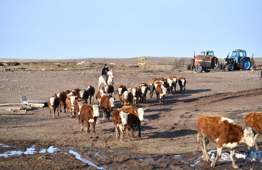 اسىل تۇقىمدى ت ۇلىك: از با, كوپ پە؟