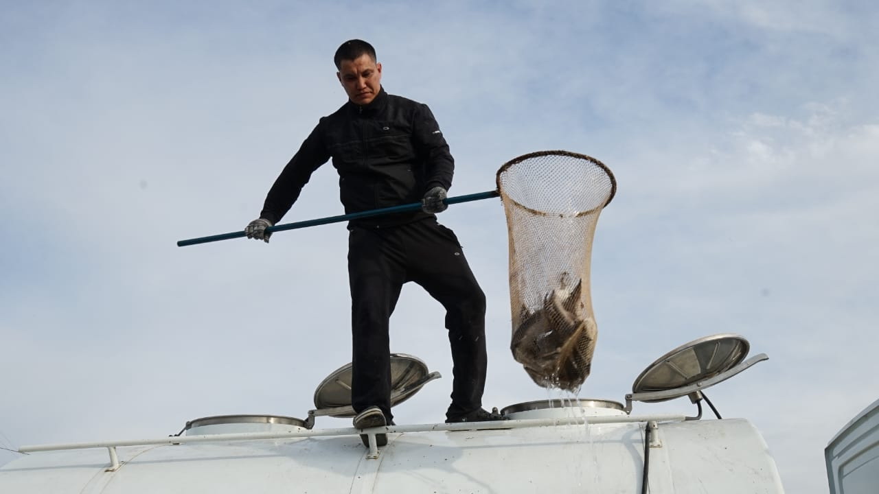 قارا ەرتىسكە بەكىرە جىبەرىلدى