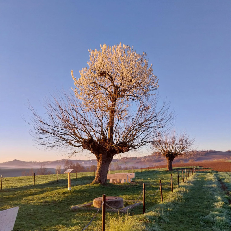 عالام عاجاپتارى: تامىرى تەرەڭگە كەتكەن