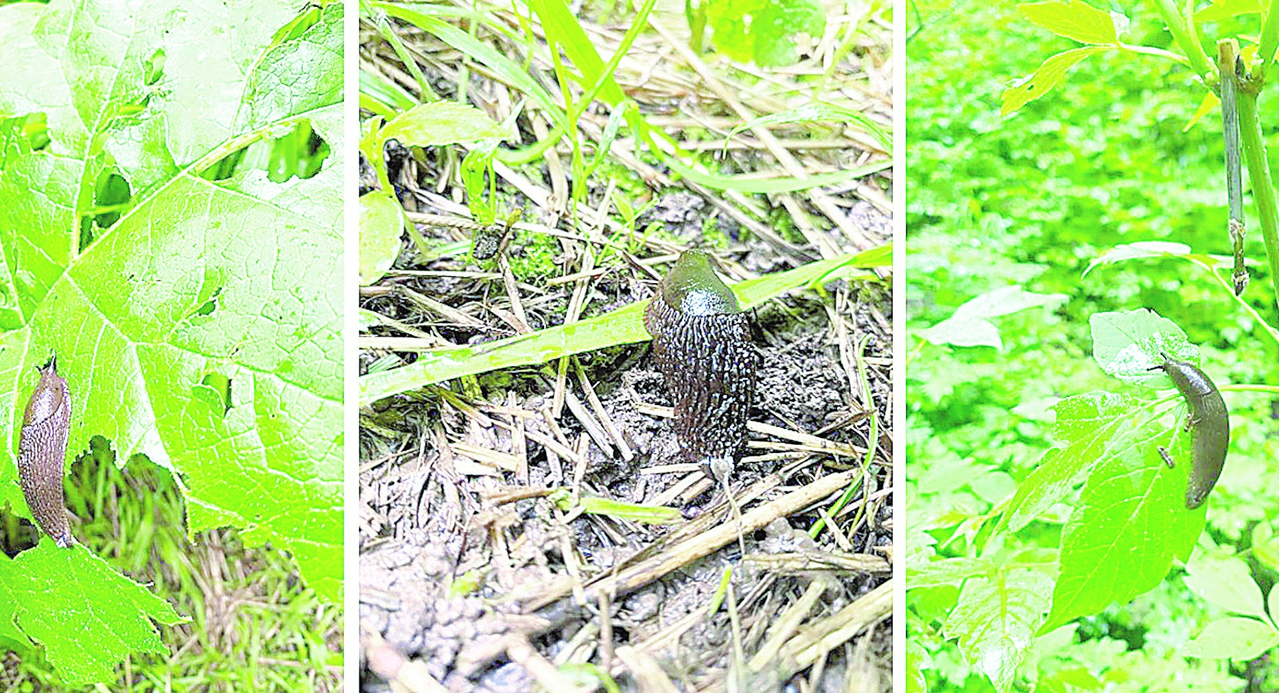 ورمانعا اسا قاۋىپتى يسپان شىرىشتى ۇلۋى كوبەيىپ بارادى