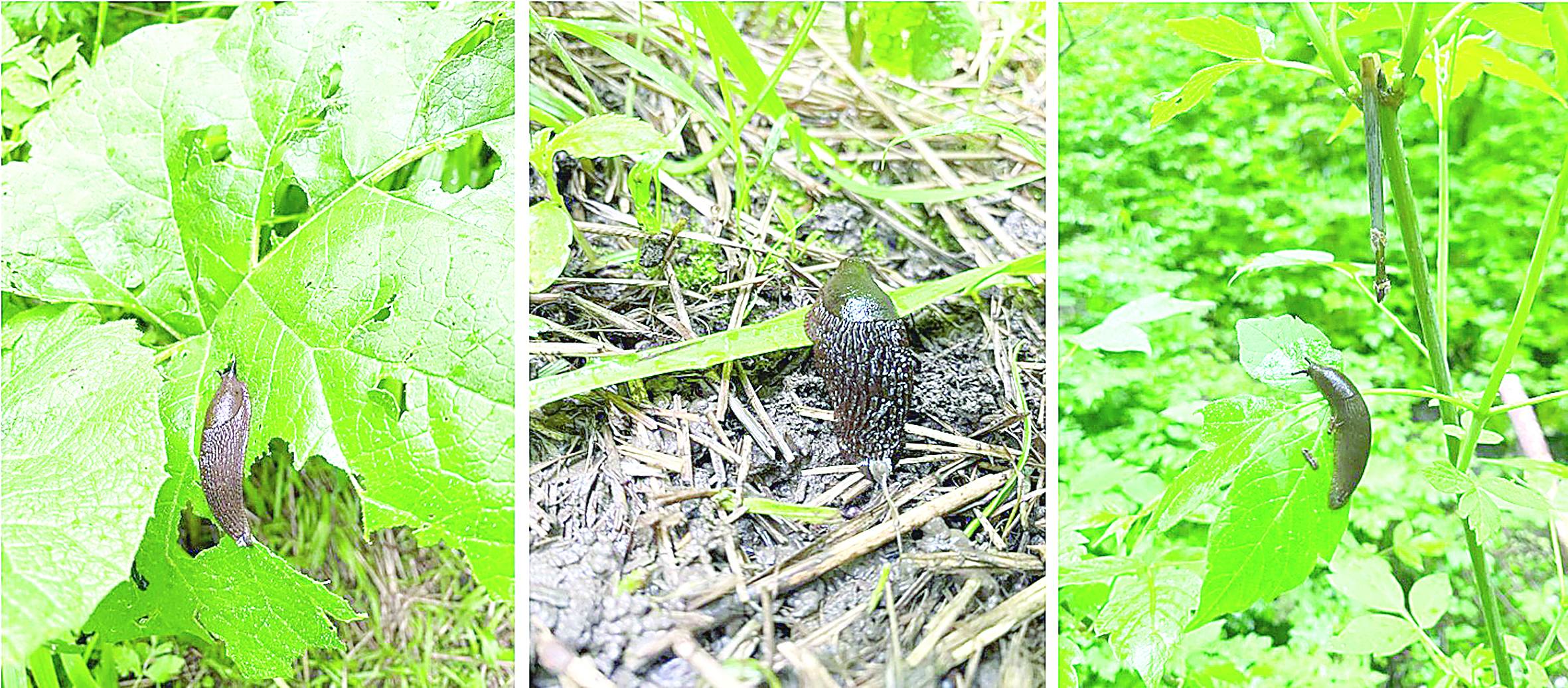 شىرىشتى ۇلۋدىڭ  زيانى