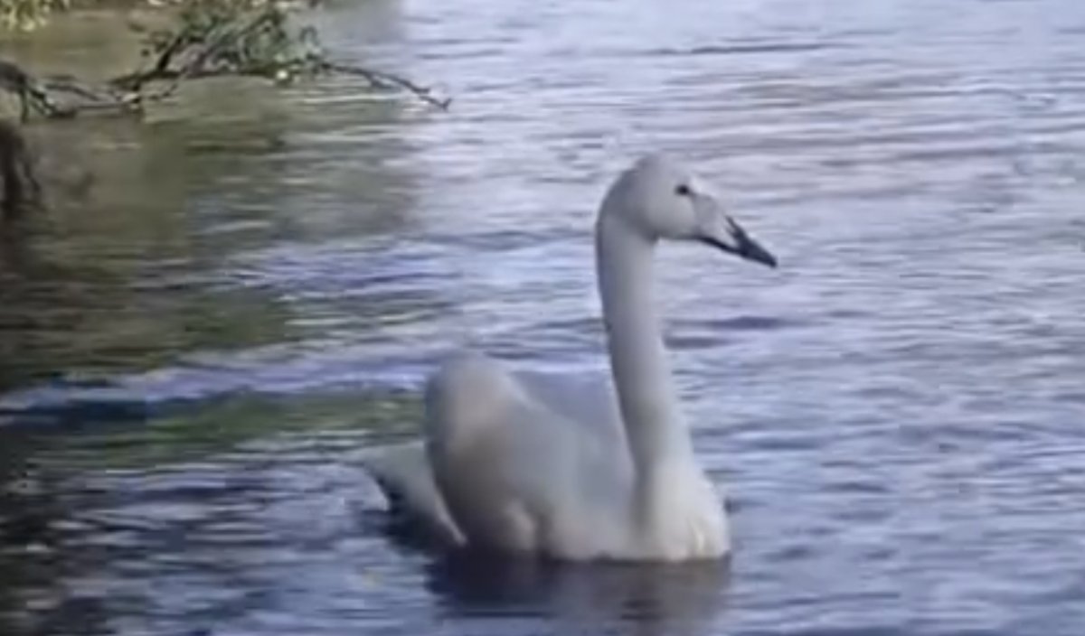 "بۋرابايعا" قىزىل كىتاپقا ەنگەن اققۋلار جۇبى ۇشىپ كەلدى