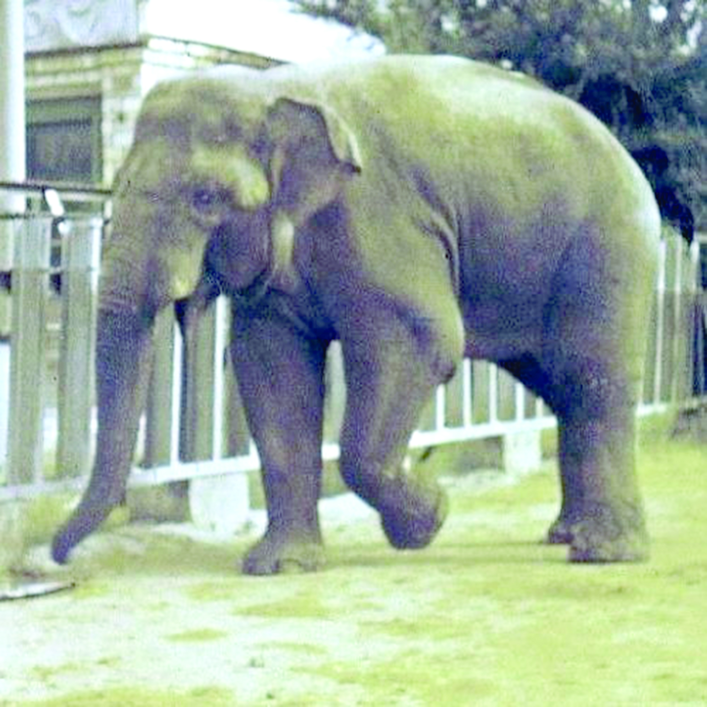 سويلەيتىن ءپىل