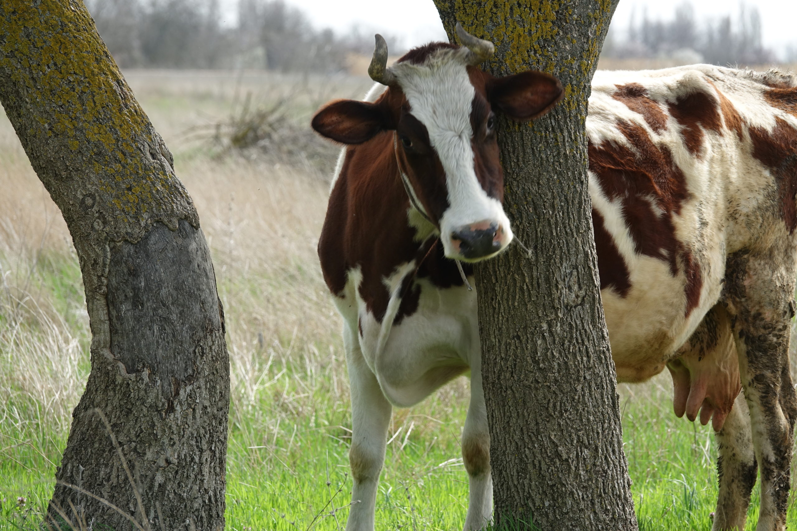 سيىردىڭ سىرى