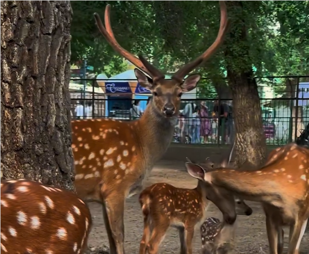 الماتى زووباعىنداعى تەڭبىل بۇعىلار تولدەدى