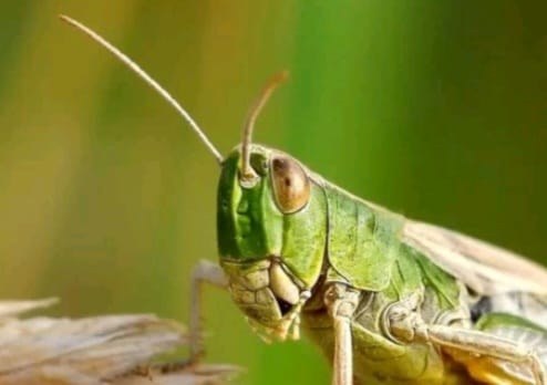 شەگىرتكەگە قارسى 2,8 ملن گەكتار جەر وندەلدى