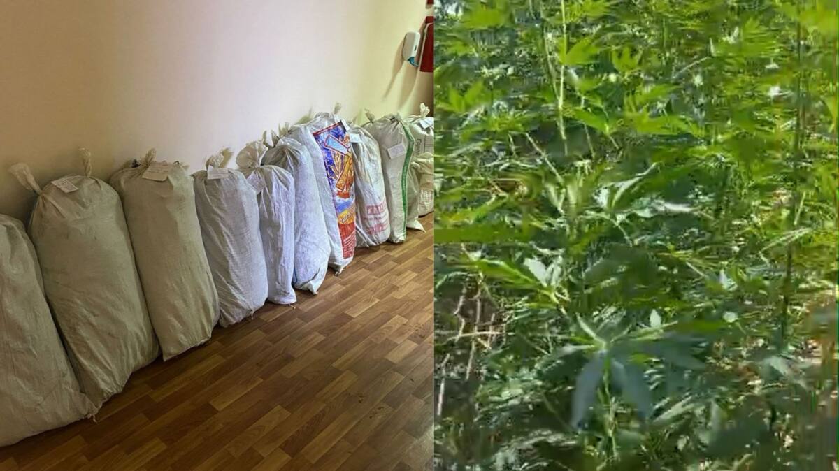 تۇركىستاندىق تۇرعىن اۋلاسىندا ەسىرتكى وسىرگەن