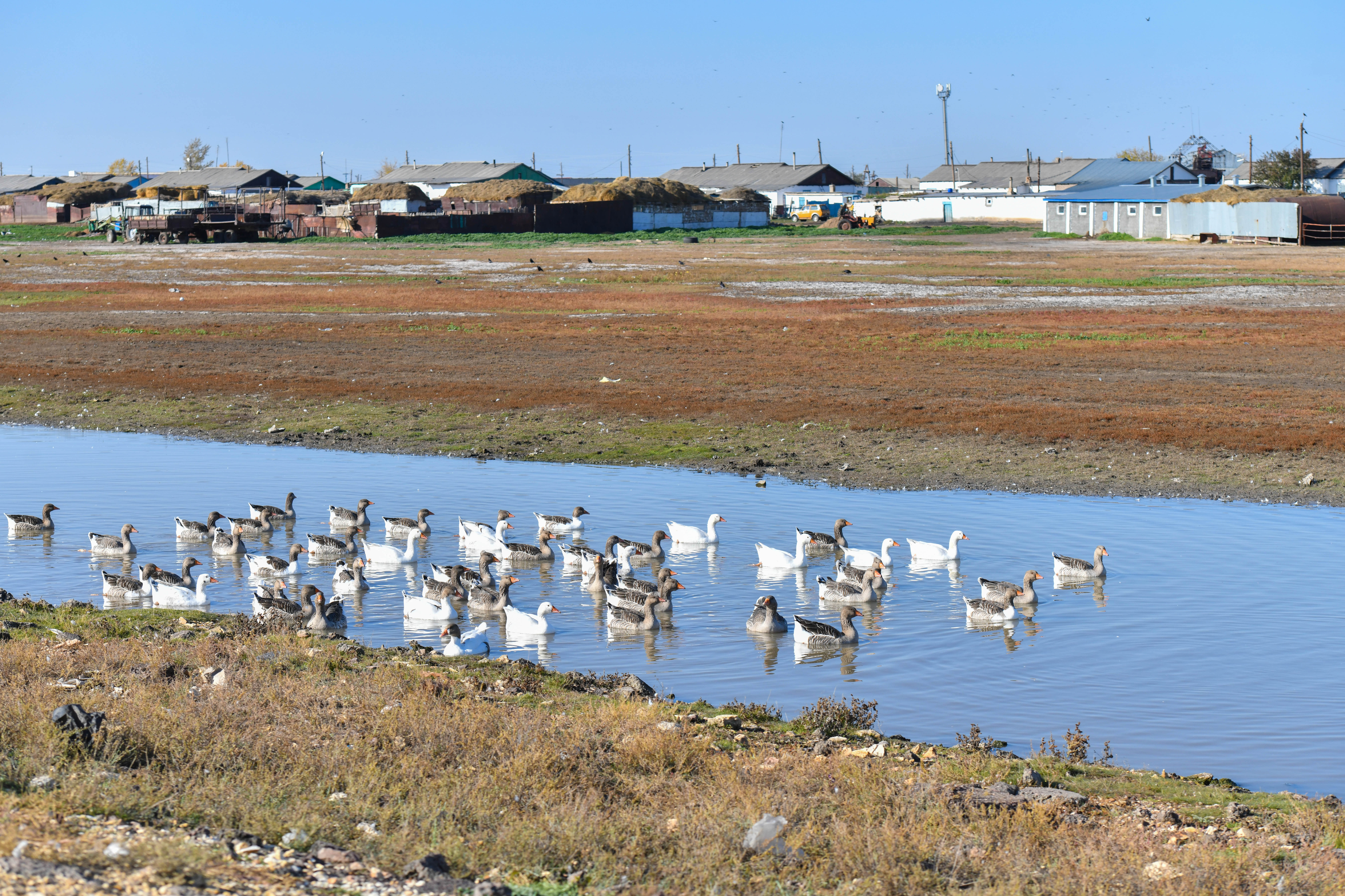 اۋىلعا باعىتتالعان قارجى كولەمى ازايدى