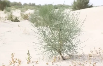 ارال تەڭىزى اۋماعىندا 1 ملن گەكتار جەرگە اعاش وتىرعىزىلادى