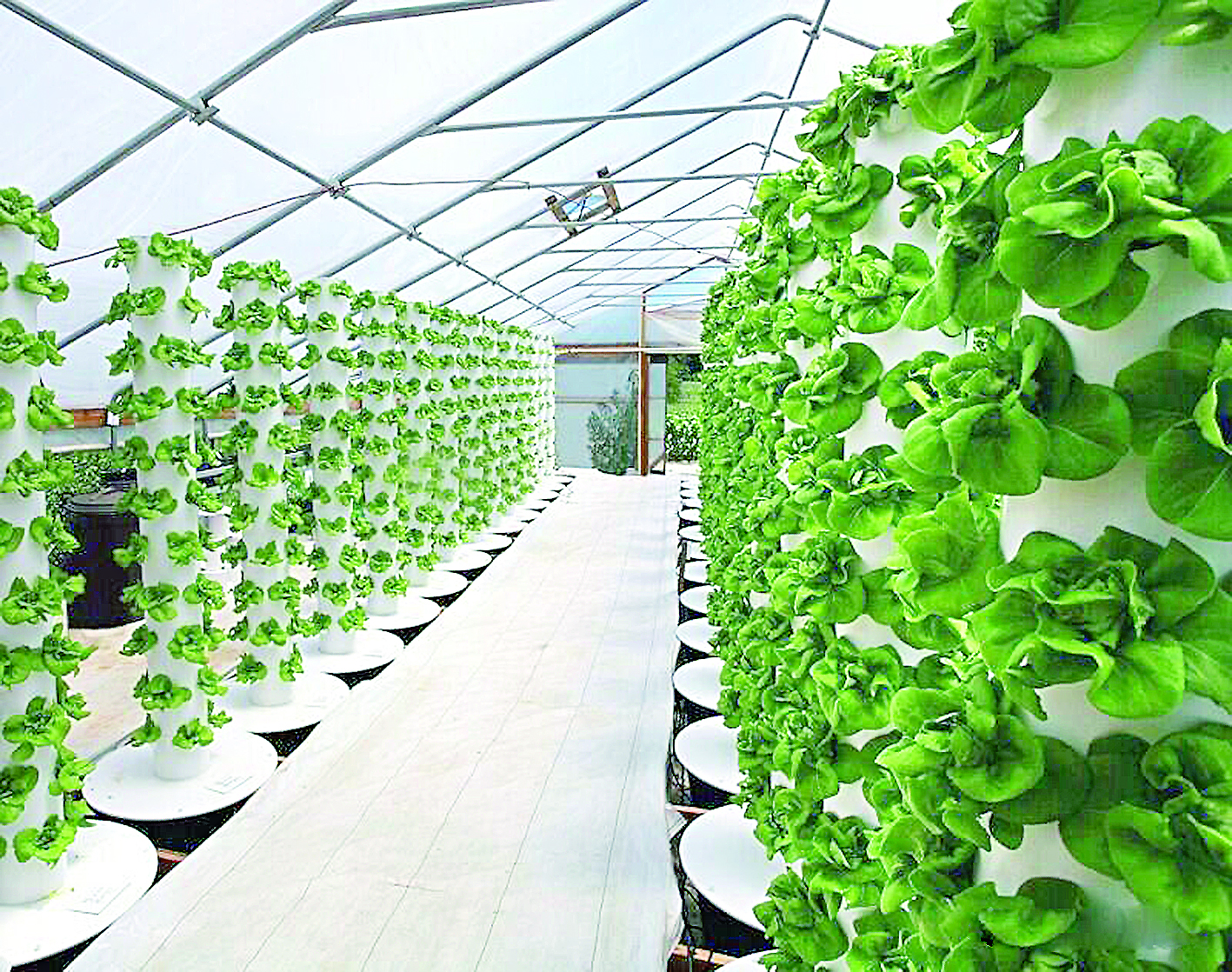 جىلىجاي جانە جاساندى ينتەللەكت