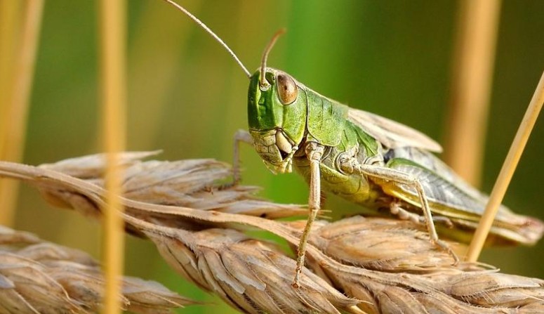 قازاقستاندا 2,1 ملن گەكتار اۋماققا شەگىرتكە تاراۋى مۇمكىن – اشم