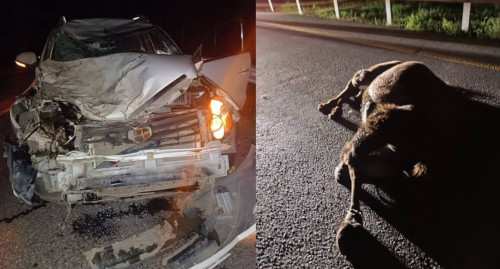 قوستانايدا جۇرگىزۋشى ەكى تۇيەنى قاعىپ كەتتى