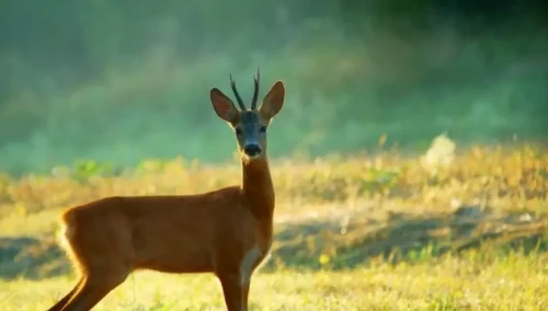 پاۆلوداردا ەلىكتىڭ لاعىن ولتىرگەندەر سوتتالدى