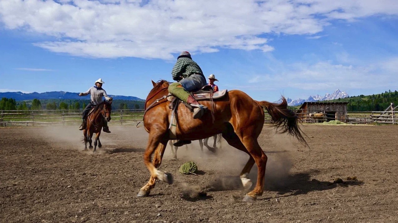 كوۆبويلار كەلە جاتىر