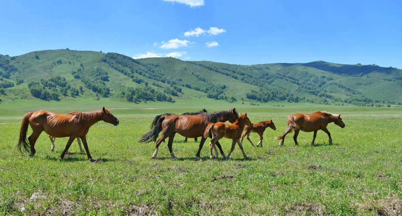 جايىلىمنىڭ جايى