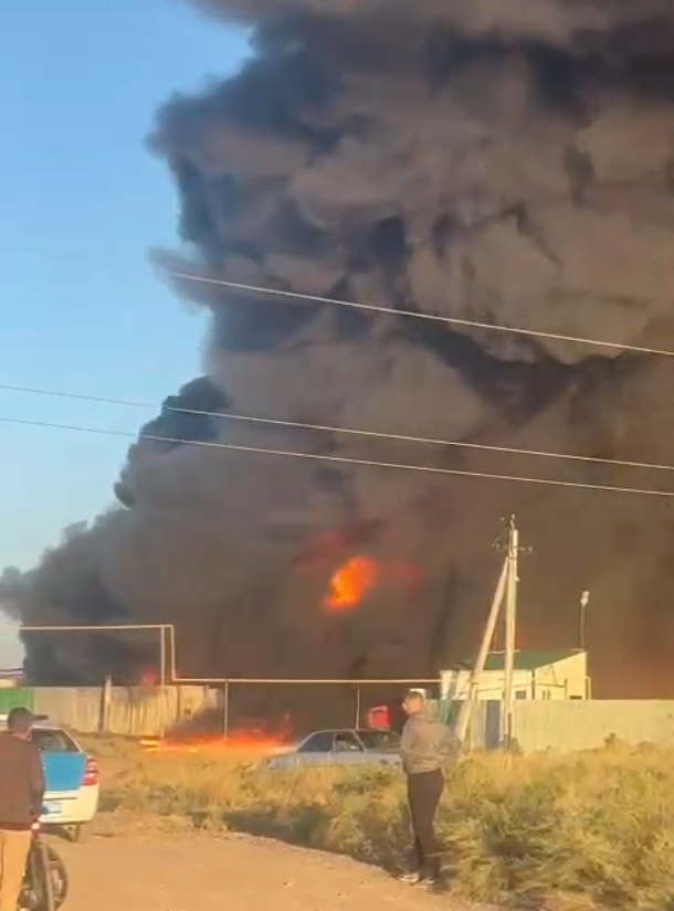 الماتى ماڭىندا كوكونىس ساقتايتىن قويما ورتەندى