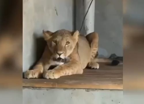 تۇركىستان تۇرعىنى ءوز ءۇيىنىڭ اۋلاسىندا ارىستان اسىراعان