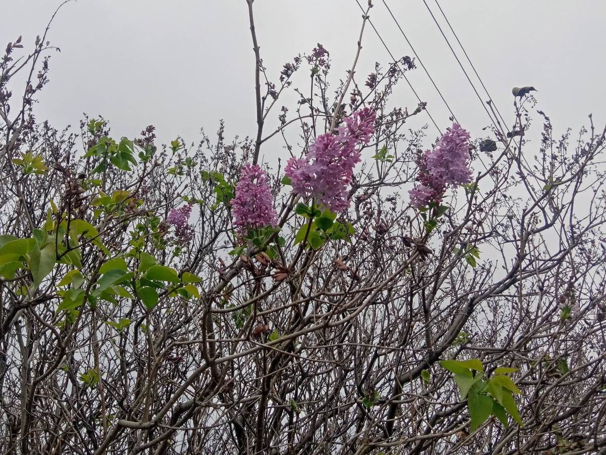 شىعىس قازاقستان وبلىسىندا كۇز باستالعاندا سيرەن گۇلدەدى
