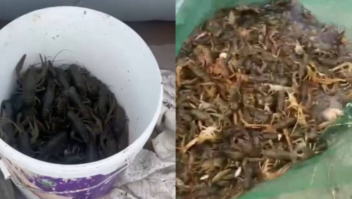 اقتوبەدە زاڭسىز شايان اۋلاعان ەكى ازامات ۇستالدى