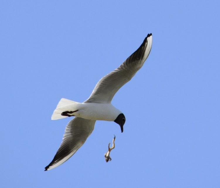 سيرەك فوتو: شاعالادان سىتىلىپ كەتكەن باقا كادرعا ءىلىنىپ قالعان