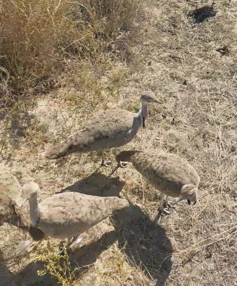 سىر دالاسىنا دۋاداق جىبەرىلدى