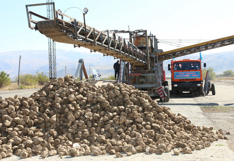 جەتىسۋ وبلىسىندا قىزىلشا ءونىمىن وڭدەۋ باستالدى