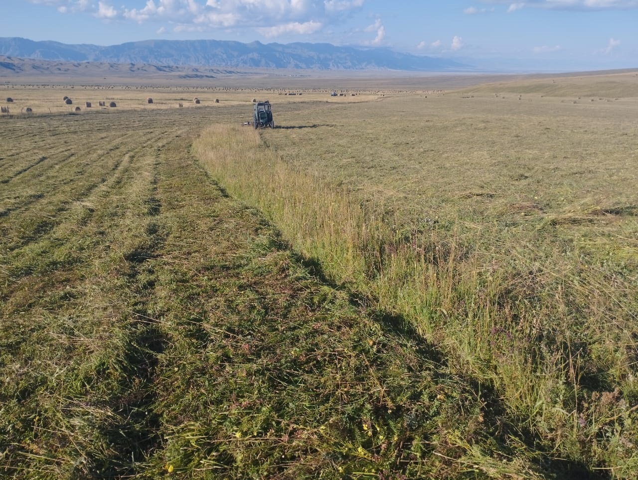 شابىندىققا شالعى ءتۇستى