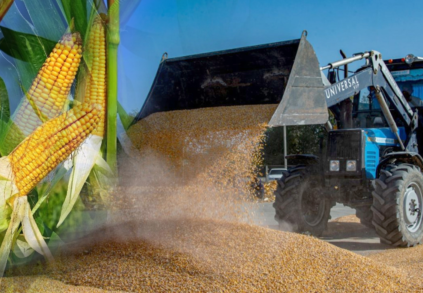 جۇگەرى شارۋاشىلىعىنىڭ كەلەشەگى قانداي؟