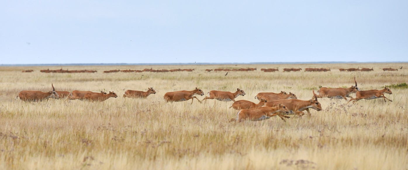 كيىك اتۋمەن تۇيتكىل شەشىلمەيدى