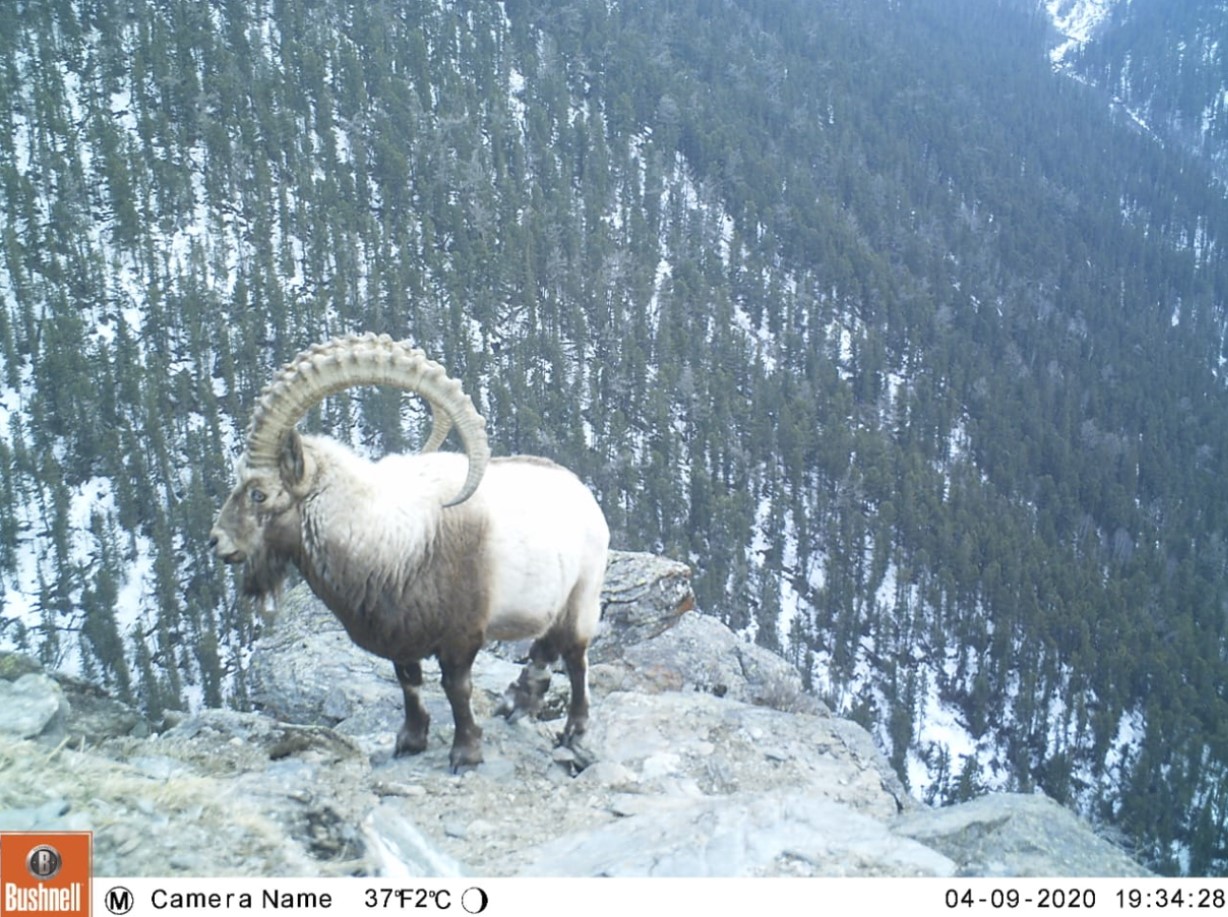 شىعىس قازاقستان وبلىسى,
كاتونقاراعاي اۋدانى, 
ارشاتى اۋىلى