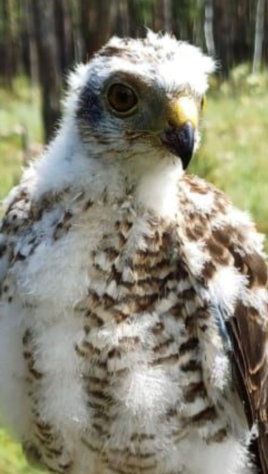 قىرعيدىڭ بالاپانى