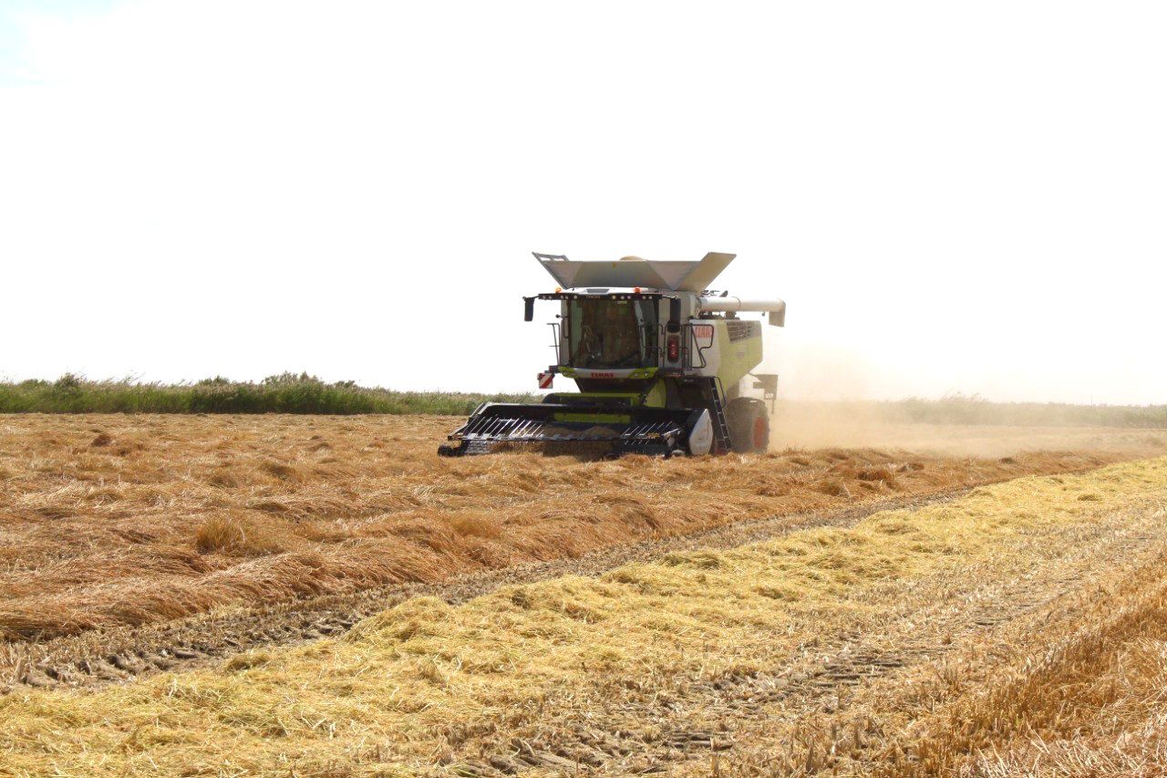 توككەن تەردىڭ وتەۋى