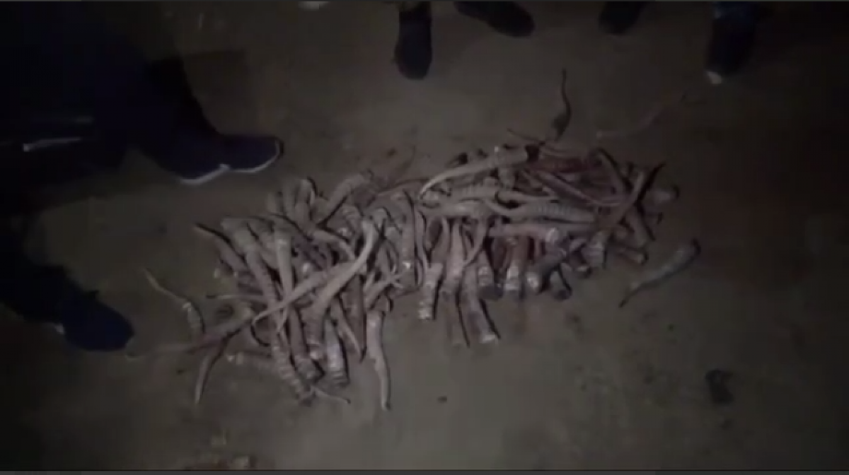 اقتوبە وبلىسىندا 320 كيىك ءمۇيىزى تاركىلەندى