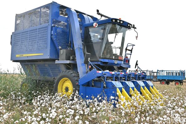 ماقتا تەرىمى باستالدى