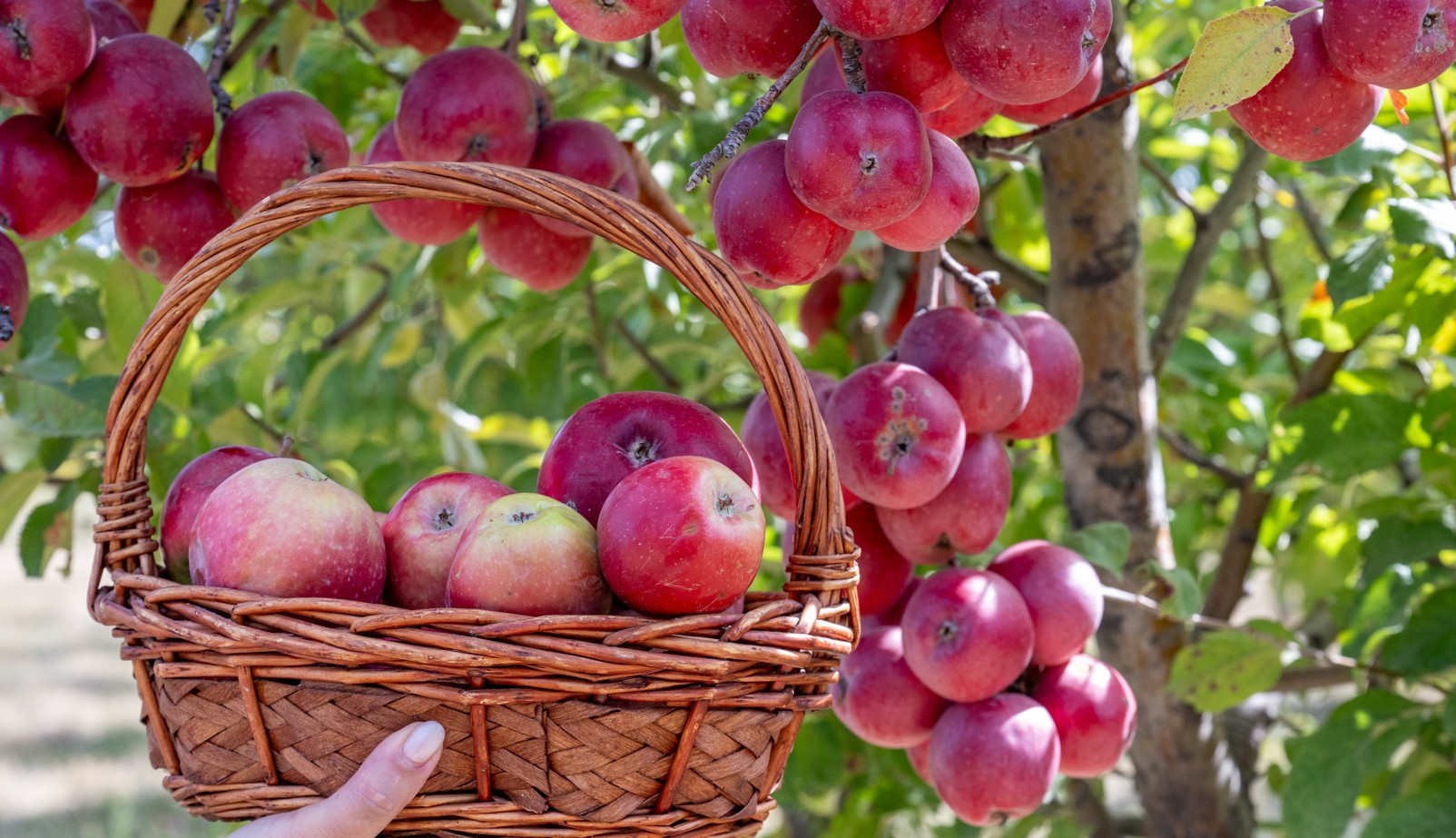 جەرگىلىكتى ءونىمنىڭ ۇلەسى نەگە از؟