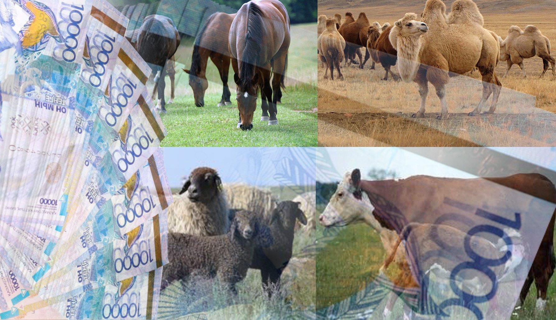 تاۋارلى نەسيەگە –  ءتورت ت ۇلىك