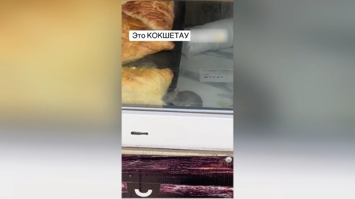 كوكشەتاۋداعى دۇڭگىرشەكتە تىشقاندار سامسا جەپ ءجۇر