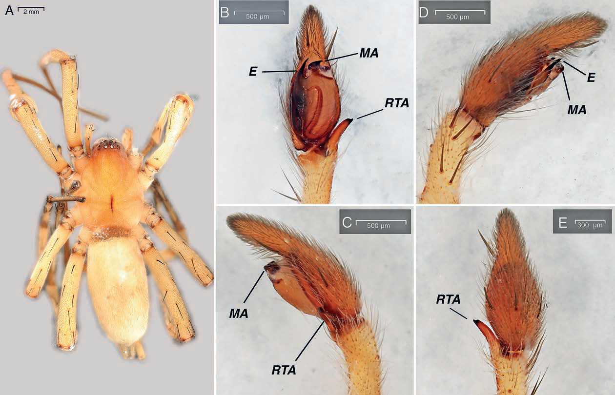 قازاقستاندا عىلىمدا بەلگىسىز بولعان ورمەكشىلەر تابىلدى