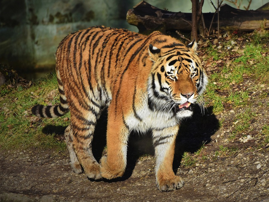 نيدەرلاندتان اكەلىنگەن جولبارىستار ءبىر جىلدان كەيىن جەرسىنەدى
