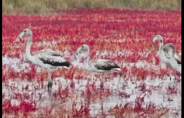 قاۋىرسىندارى - سۇپ-سۇر: اقتاۋعا قوقيقازدار ۇشىپ كەلدى