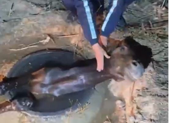 الماتى وبلىسىندا پوليتسەيلەر  كارىز قۇدىعىنا ءتۇسىپ كەتكەن جىلقىنى قۇتقاردى