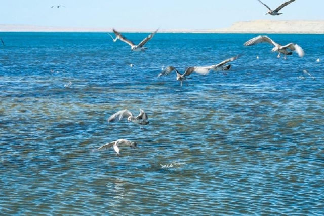 ارال تەڭىزىنە سۋ جىبەرۋ جوسپارى 100%-عا جۋىق ورىندالدى