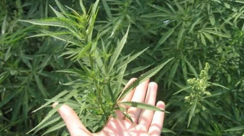 بۇرىن سوتتى بولعان تارازدىق اۋلاسىندا قاراسورا وسىرگەن