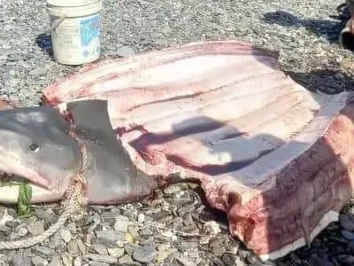 يندونەزيادا اكۋلانىڭ اسقازانىنان ايەلدىڭ دەنەسى تابىلدى